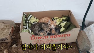 아기 고양이 3남매 마당 적응기.. 당분간은 가둬놓을 수밖에 없다