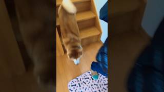 柴犬福 人間より早く階段降りたい柴犬🤣stairs-professional🤣#shorts #funny #shibainu #comedy #柴犬 #dogshorts #시바견