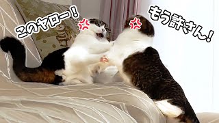 いつも仲良しすぎる親子猫が珍しく大喧嘩しちゃいました…汗