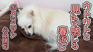 ポメラニアン心の俳句 【ひみつきちなう！①】2019年3月5日