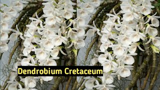 Promo Anggrek Dendrobium Cretaceum