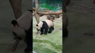 圓圓foodpanda外帶筍子去窗邊吃 #cute #panda #動物 #貓熊