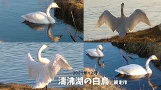 No.104【濤沸湖】に【白鳥】を見に行ってきました♪北海道網走市のラムサール条約に登録されている野鳥たちの楽園です✨