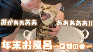 １年ぶりに鳴いてお漏らしする猫をお風呂に入れていく【ロゼ編】