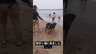 今日は阿字ヶ浦で遊びました🐾🐾