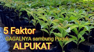 5 faktor Gagalnya Sambung pucuk pada ALPUKAT