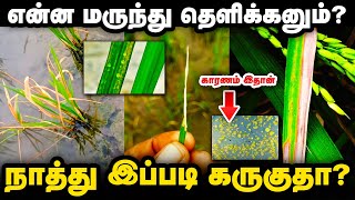 நெல் இலைக்கருகல் நோய் காரணமும் அதற்கான மருந்தும்? Bacterial leaf blight | Xanthomonas oryzae | TCG |