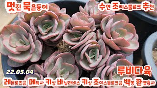 루비다육2탄/멋진묵둥이/수연.퍼프.조이스툴르크금.레몬로즈금.후레뉴.키싱.메듀사.마슨.바닐라비스/택배 010 5895 1110