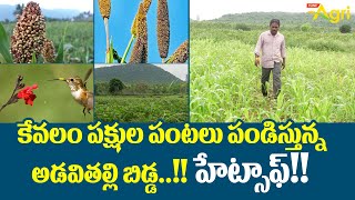 Jonna and Sajja Farming | కేవలం పక్షుల పంటలు పండిస్తున్న అడివితల్లి బిడ్డ..!! హేట్సాప్!! Tone Agri