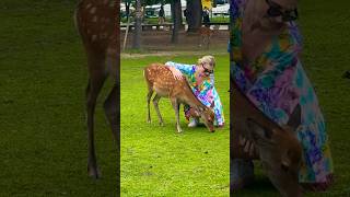 鹿に優しい外国人観光客🦌奈良公園