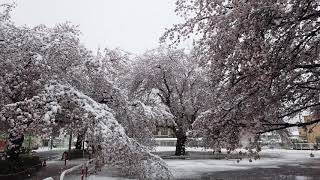 雪桜 満開の桜に雪が降る,Sakura,Cherry blossom Sakura snow falls in the cherry blossoms in full bloom 雪桜 満開の桜と雪桜