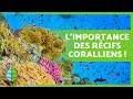 Que sont les RÉCIFS CORALLIENS ? 🌿🐠 (Types, Importances et comment ils se forment)