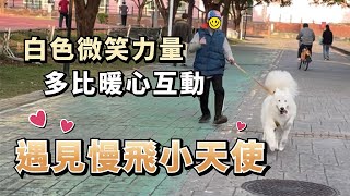 『White Smile Power』Samoyed meets the slow-flying little angel(Samoyed dobby is free)