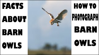 HOW TO PHOTOGRAPH BARN OWLS-FACTS ABOUT BARN OWLS