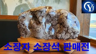 초코 대국화 소장자 꽃돌 판매전 청송꽃돌 청송유네스코지질공원 청송주왕산 최고의수석 명품수석