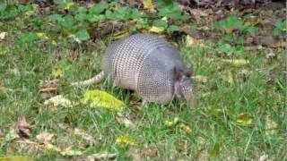 Surprised 9-Banded Armadillo