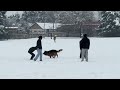 german shepherd dog enjoying snow with youths at kishtwar chowgan ground. watch beautiful video