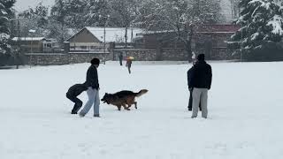 German Shepherd dog enjoying snow with youths at Kishtwar Chowgan ground. Watch beautiful video