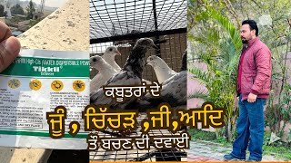 ਕਬੂਤਰਾ ਨੂੰ ￼ਨਵਾਣਾ ਕਿਉ ਜਰੂਰੀ ਆ ​⁠@malwatv ​⁠@hayerrecords ​​⁠@arshdhaliwalvlogs8014#pigeon #ka