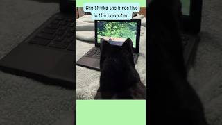 😻🐾 Missy, The Stray Cat Obsessed With Bird Videos🐦🌈#catover #straycats #felineadventures #catlife