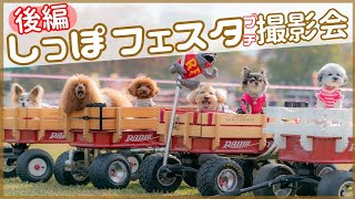 【犬イベント】今年一番のほっこり動画💕しっぽフェスタでプチ撮影会😊たくさんのワンちゃんに癒されたい🐶そんな方にオススメです【犬vlog】【パピヨン】【昭和記念公園】