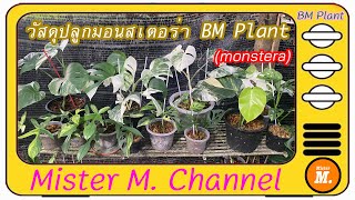 วัสดุปลูกมอนสเตอร่าทุกสายพันธ์ุ จากสวน BM Plant ลองปรับใช้กันได้น่ะ วัสดุปลูกแพงกว่าต้นไม้แล้ว