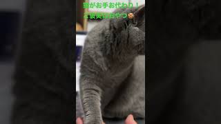 猫がパソコンの上にずっと乗ってお手お代わりご褒美におやつ。ブリティッシュショートヘアあんず。