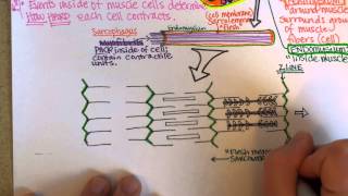 Muscle Anatomy, Part 2