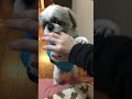 動画17.てんぽvs手 1【お蔵出し】shihtzu puppy shorts