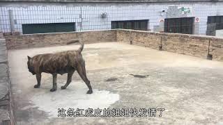 農村小夥在家鄉養殖西班牙犬，壹條壹萬塊錢都不賣，這是為什麽？