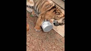 Tiger Cub Requests Milk Breakfast.