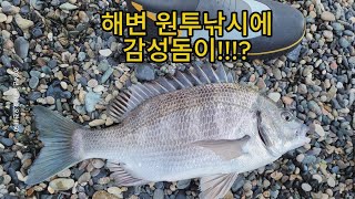 해변 원투 낚시에서 감성돔이!!!?다시 돌아온 봄 원투낚시를 해보자.....