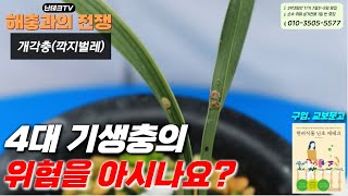 [504편] 해충 박멸 비오킬 타르보가 해답! [난초, 란, 식테크, 풍란, 다육, orchid, cymbidium]