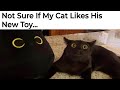 Funny Cat Memes