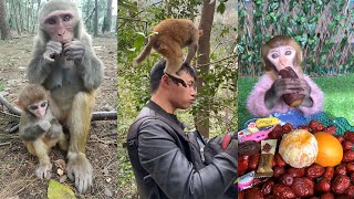The Best of Monkey Videos - A Funny Monkeys Compilation Ep34