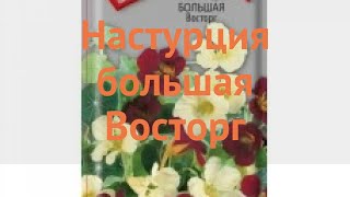 Настурция большая Восторг (vostorg) 🌿 настурция Восторг обзор: как сажать семена настурции Восторг