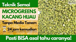 Tanam Microgreens Kacang Hijau 24 Jam