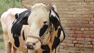 Qurbani ya Dikhawa by 3rd i production