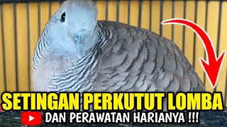 5 SETINGAN PERKUTUT LOMBA DAN RAWATAN HARIANYA...!?