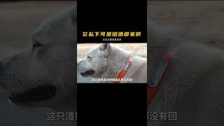 狗中老六騙了主人整整四年，演技堪比奧斯卡影帝！#動物的迷惑行為 #狗子成精了 #萌寵 #搞笑