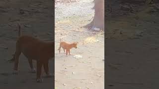 ছোট ছোট কুকুর ছানাগুলো যখন খাবার খায় #viralvideo #dogs #reels #tiktok #shorts #aahat