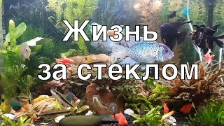 Жизнь за стеклом: наннакары блю неон, скалярии, барбусы, моллинезии, SAE в аквариуме Биодизайн Риф