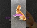 柴犬コロ オオカミになる柴犬😂 柴犬コロ おもしろ かわいい オオカミ funny shibainu dog wolf