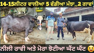 14-15ਲੀਟਰ ਵਾਲੀਆ 5 ਮੱਝਾ ਅਤੇ 1 ਗਾਂ ਵੀਕਾਓ। Buffalo and cow for sale/vadiya farm/28-8-23