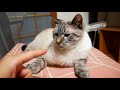 猫の香箱座りにズボッと指を突っ込んでみた結果…