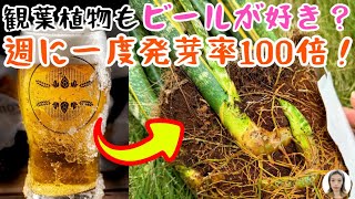 観葉植物もビールが好き？週に一度ビールを与えると、葉がツヤツヤ緑になり、発芽が早く、花も咲き続け運気アップ！｜花子