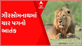 ગીર સોમનાથઃ ફરી એકવાર ચારપગનો આતંક, પાલતુ પશુનું સિંહે કર્યું મારણ