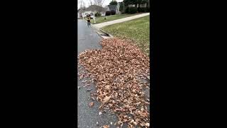 Leaf Explosion Slo Mo HD 720p