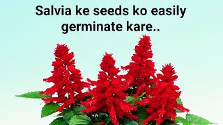 Salvia ke seeds ko kaise easily germinate kare....