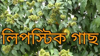 দইগোটা,বিলাতী হলুদ।